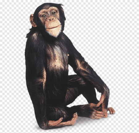 Формат PNG обезьяна в кресле