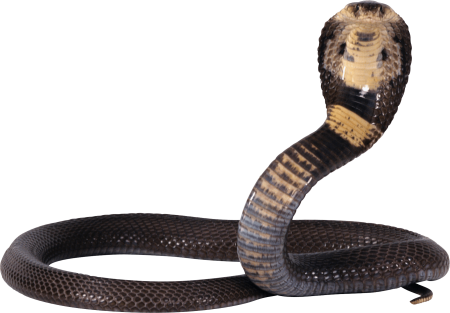 Serpentine Кобра Ramirez