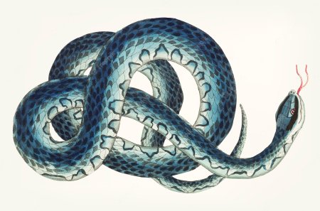 Картинки змея без фона (52 фото)