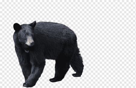Гималайский медведь на белом фоне