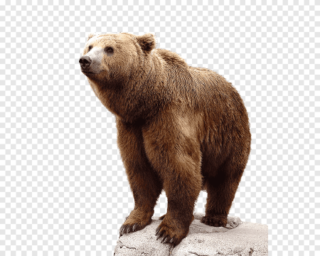 Медведь без фона
