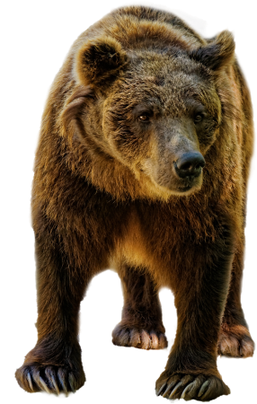 Гризли Беар