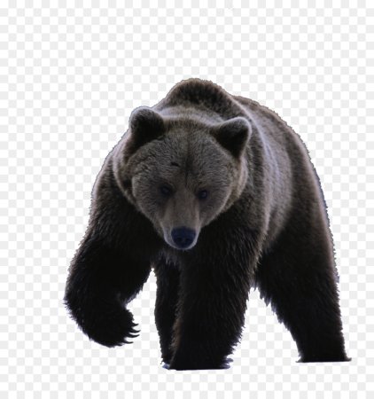 Медведь на прозрачном фоне для фотошопа