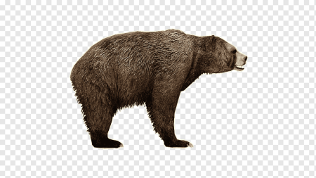 Медведь сбоку