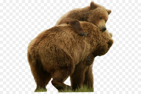 Медведь на прозрачном фоне