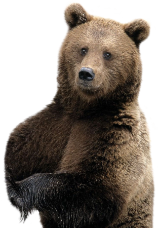 Медведь на белом фоне