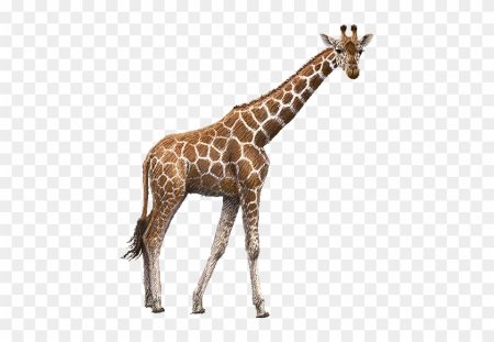 Giraffe на белом фоне