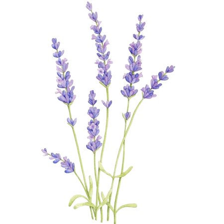 Лаванда акварель