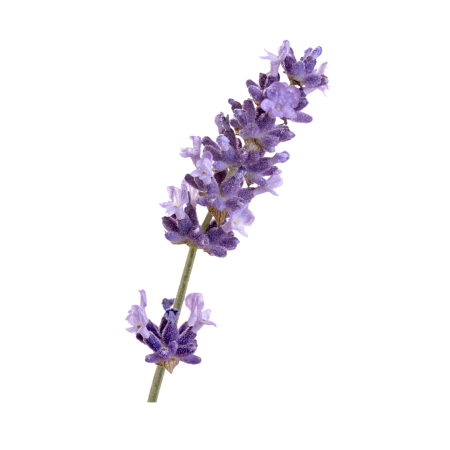 Lavandula angustifolia Flower Water