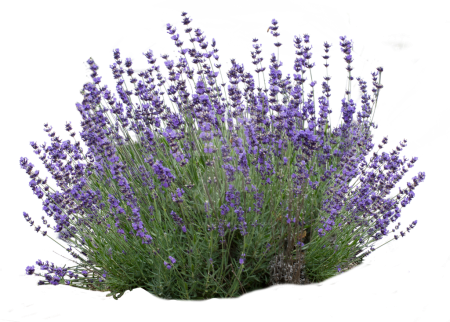 Лаванда шалфей Вереск