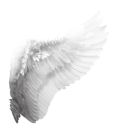 Картинки крылья ангела без фона (57 фото)