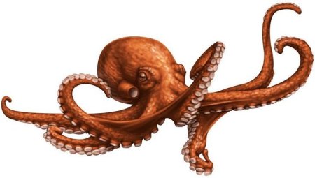 Гигантский осьминог ДНД
