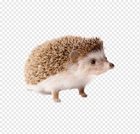 Ежик без фона