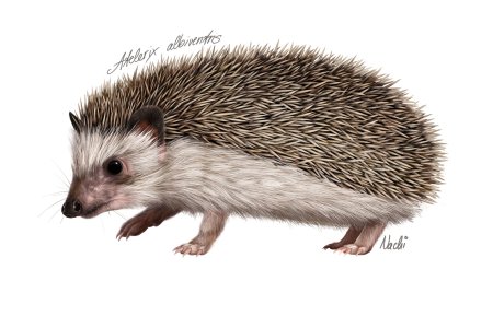 Африканский ёж (Atelerix albiventris)
