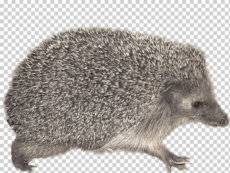 Ежик без фона