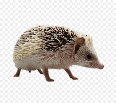 Ушастый ёж
