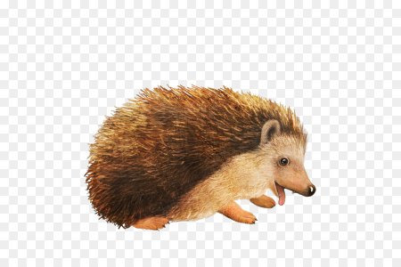 Еж клипарт на прозрачном фоне