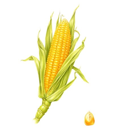 Плод кукурузы