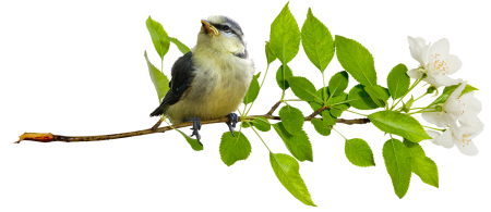 Ветка дерева