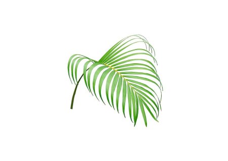 Картинки листья пальмы без фона (57 фото)