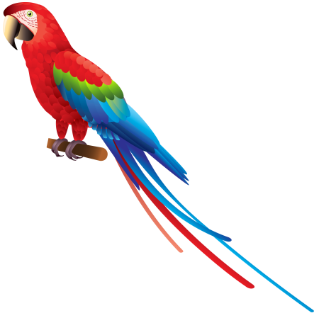 Parrotlet попугай