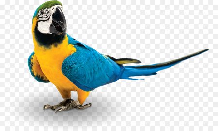 Parrot PNG