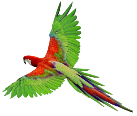 Parrotlet попугай