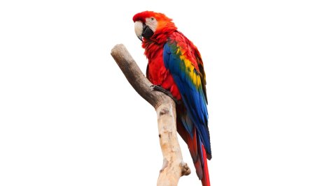 Parrot screaming PNG