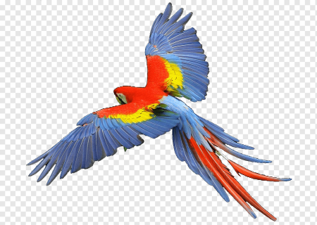 Попугай ара (Macaw Parrot)? Дизайнер Manuel Sirgo.