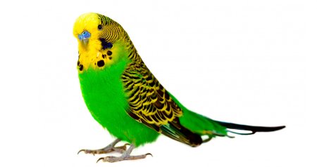 Попугай на белом фоне