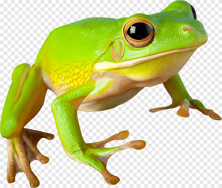 Лягушка на белом фоне