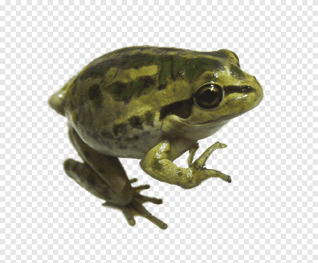 Земноводные на белом фоне