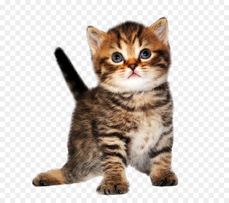 Котенок на прозрачном фоне