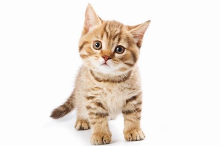 Котенок на белом фоне