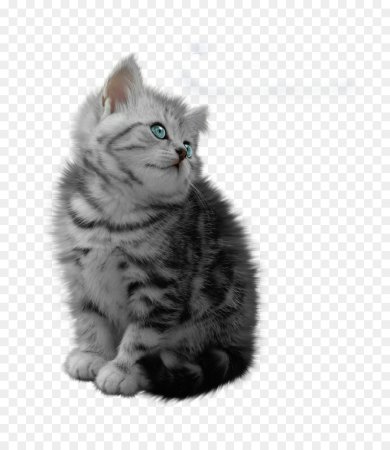 Милые котята на прозрачном фоне
