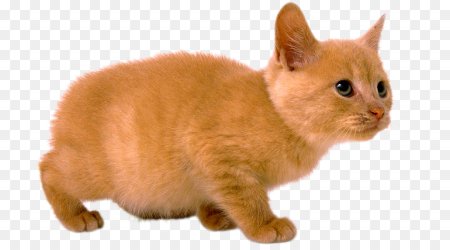 Кошка на прозрачном фоне