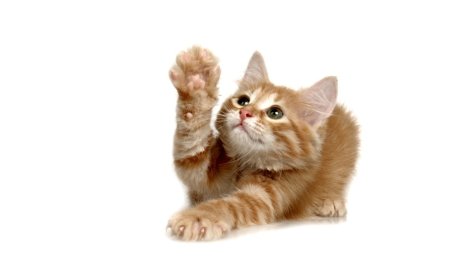 Котенок на прозрачном фоне