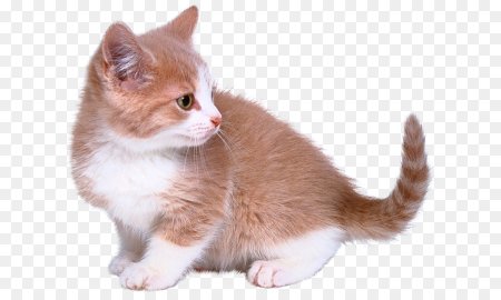 Котенок на прозрачном фоне