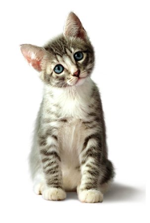 Кошка на белом фоне