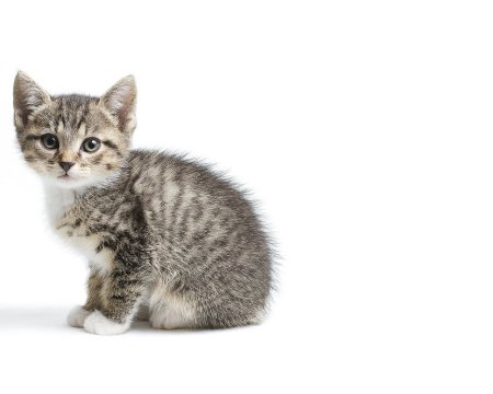 Котенок на белом фоне