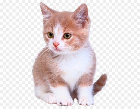 Котенок на прозрачном фоне