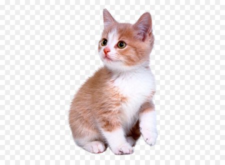 Кошка без фона