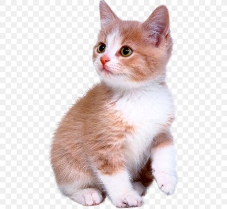 Кошка без фона