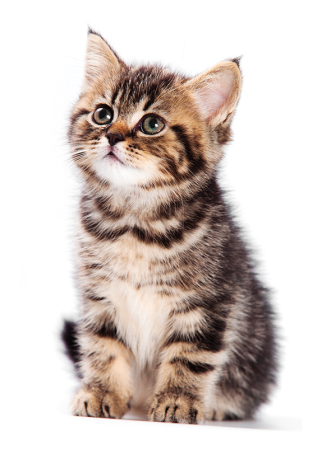 Котенок на белом фоне