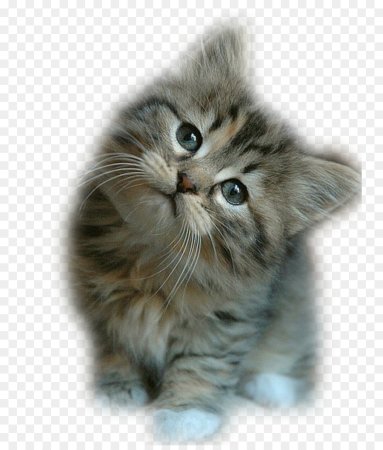 Котенок для фотошопа