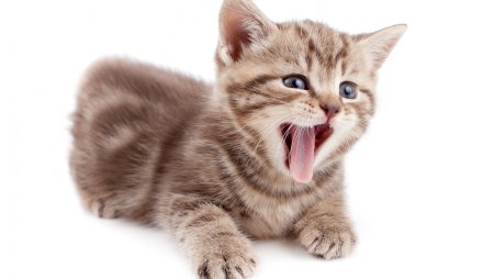 Картинки котят