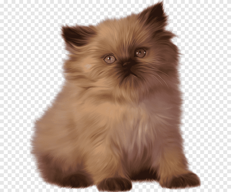 Персидская кошка