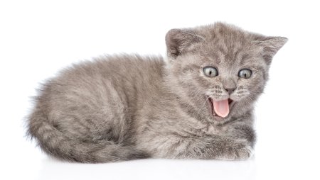 Котенок картинка на белом фоне