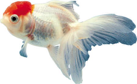 Рыбки на белом фоне