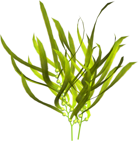 Водоросли Каролины Bamboo